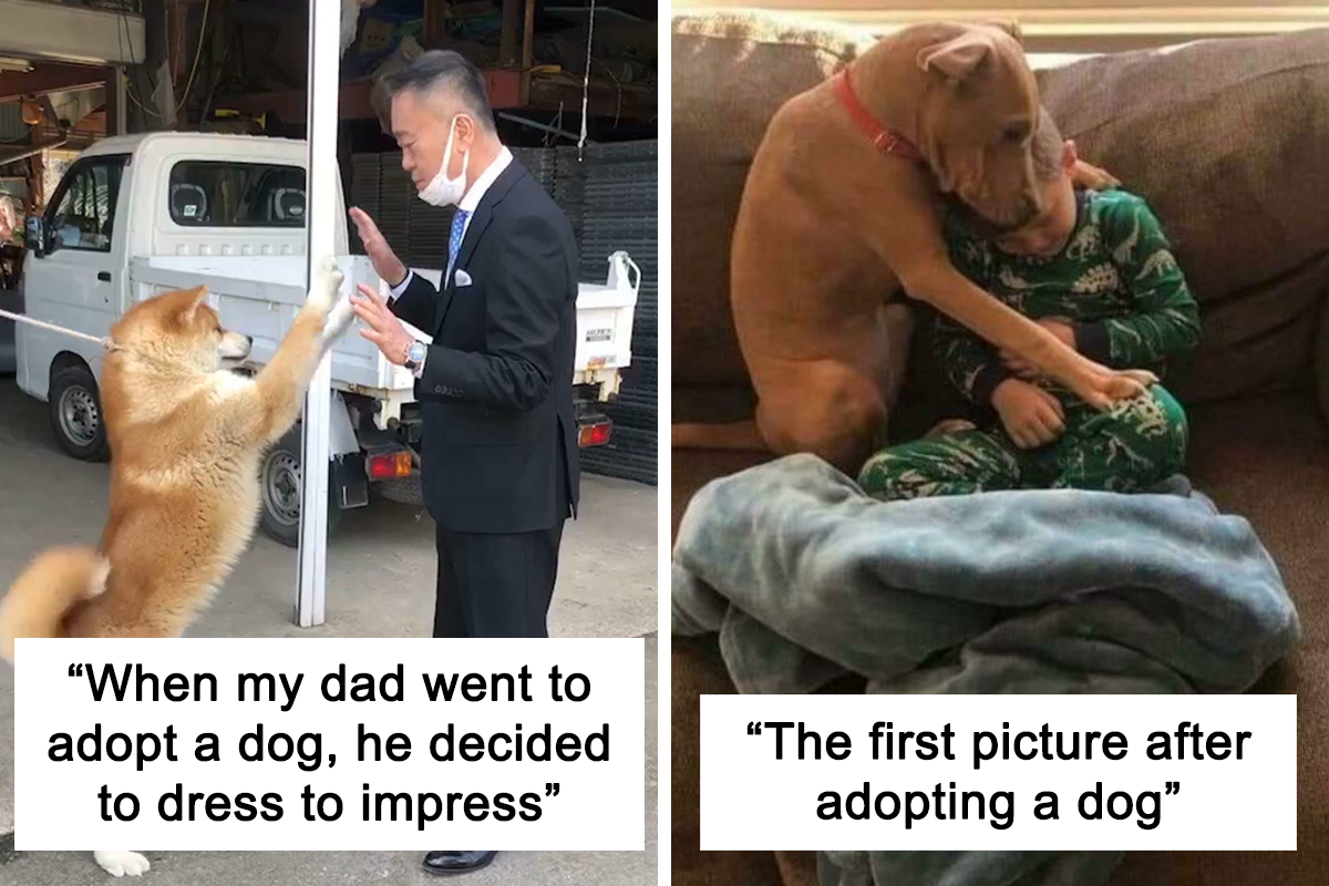 adopt animals meme