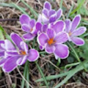 cherriannstallard avatar