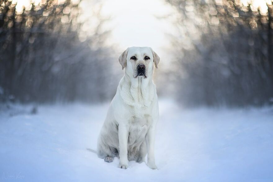25 Of The Best Dog Photos I’ve Ever Taken - Nikol Kopp
