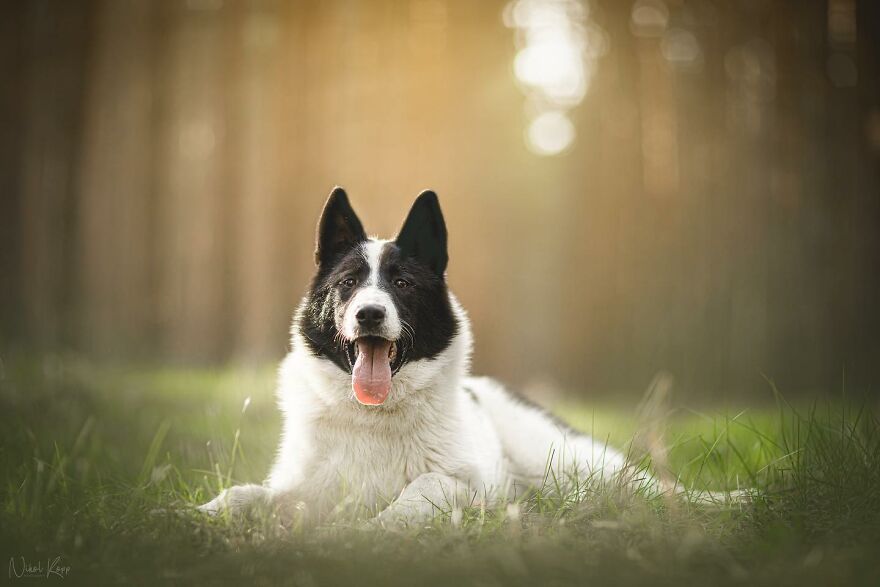 25 Of The Best Dog Photos I’ve Ever Taken - Nikol Kopp