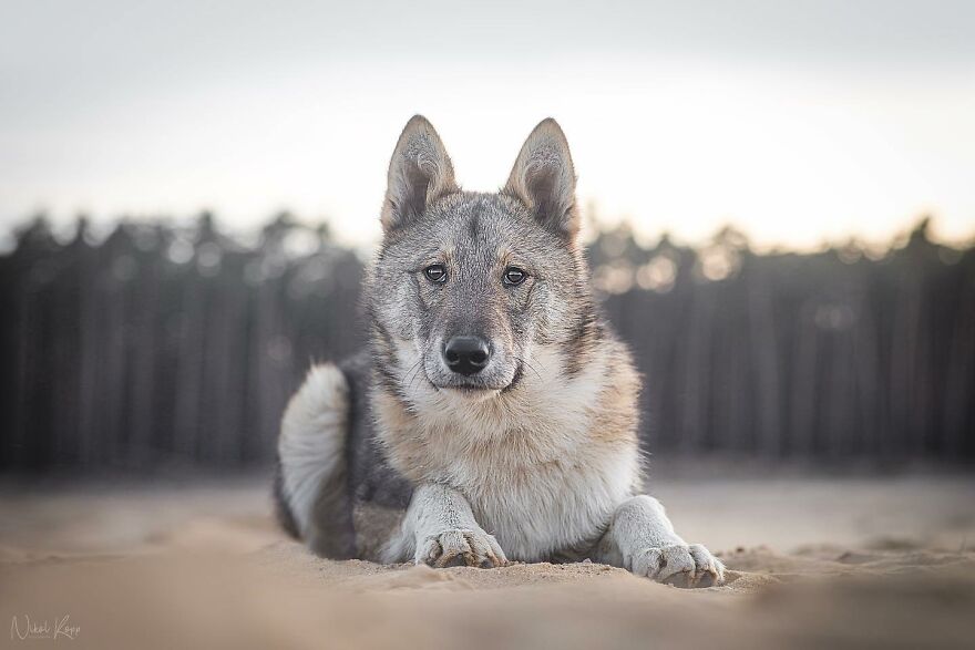 25 Of The Best Dog Photos I’ve Ever Taken - Nikol Kopp