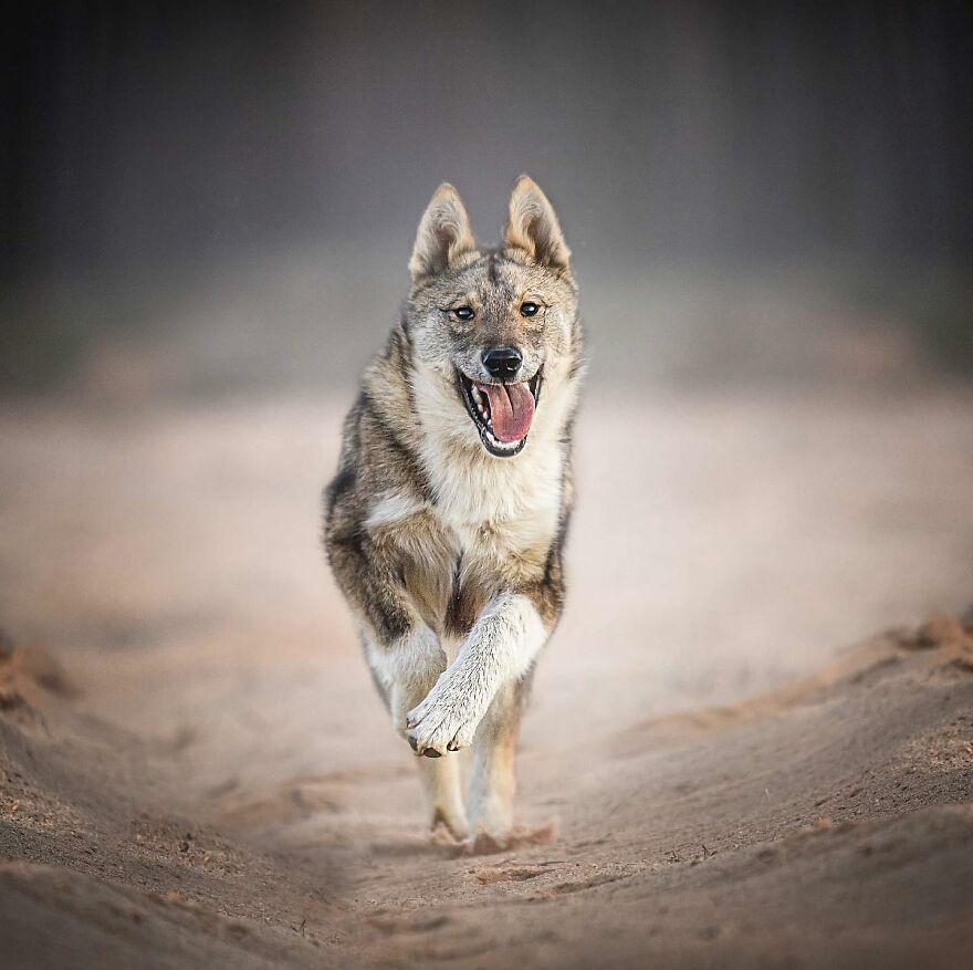 25 Of The Best Dog Photos I’ve Ever Taken - Nikol Kopp