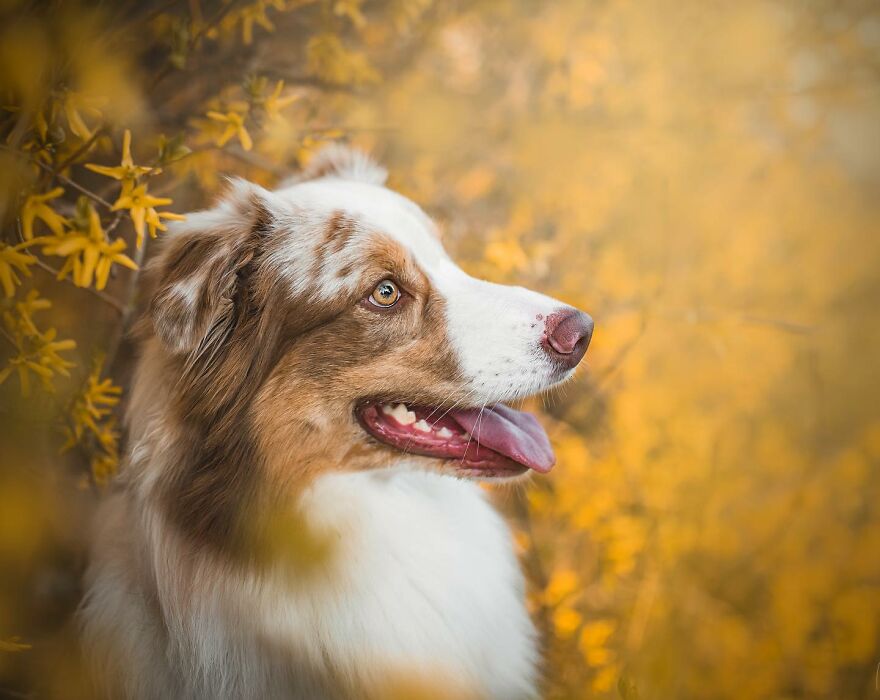 25 Of The Best Dog Photos I’ve Ever Taken - Nikol Kopp