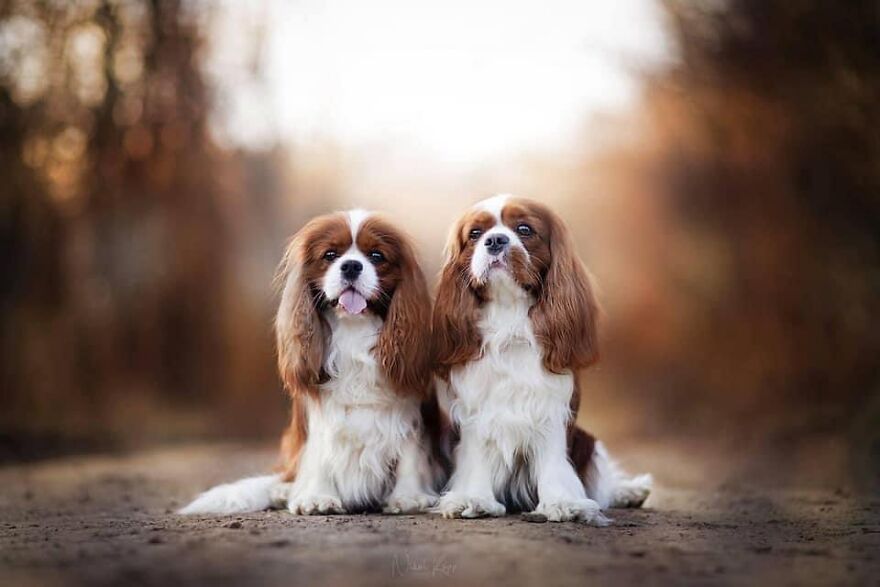 25 Of The Best Dog Photos I’ve Ever Taken - Nikol Kopp