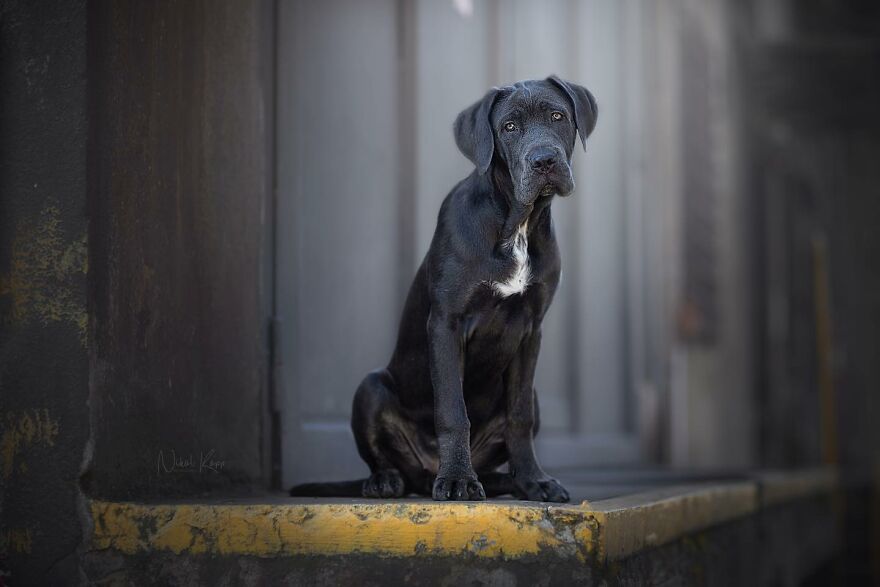 25 Of The Best Dog Photos I’ve Ever Taken - Nikol Kopp