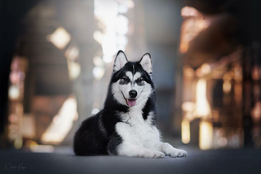 25 Of The Best Dog Photos I’ve Ever Taken - Nikol Kopp