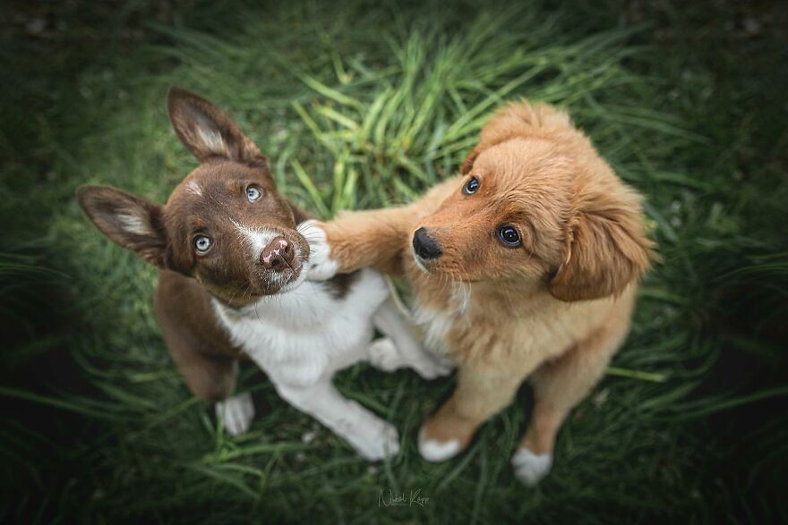 25 Of The Best Dog Photos I’ve Ever Taken - Nikol Kopp