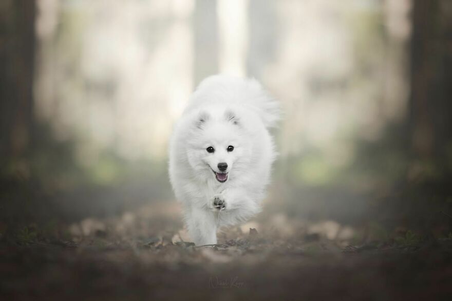 25 Of The Best Dog Photos I’ve Ever Taken - Nikol Kopp