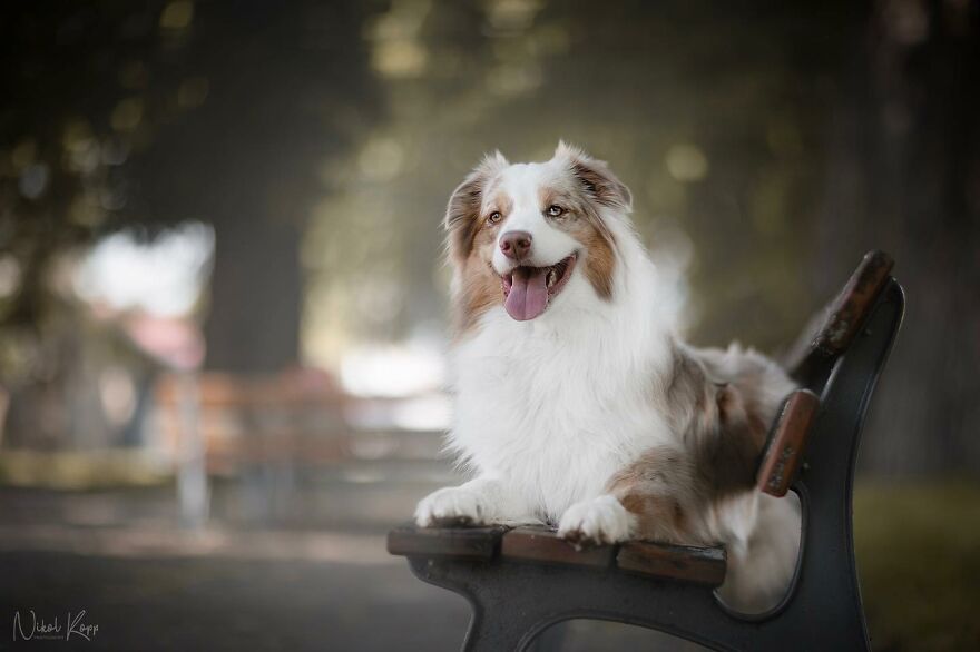 25 Of The Best Dog Photos I’ve Ever Taken - Nikol Kopp