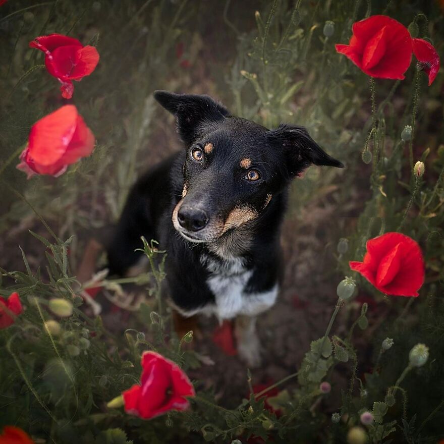 25 Of The Best Dog Photos I’ve Ever Taken - Nikol Kopp