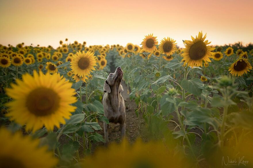 25 Of The Best Dog Photos I’ve Ever Taken - Nikol Kopp