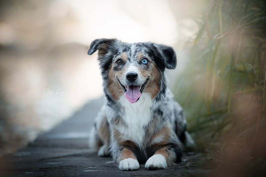 25 Of The Best Dog Photos I’ve Ever Taken - Nikol Kopp