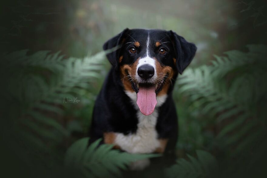 25 Of The Best Dog Photos I’ve Ever Taken - Nikol Kopp