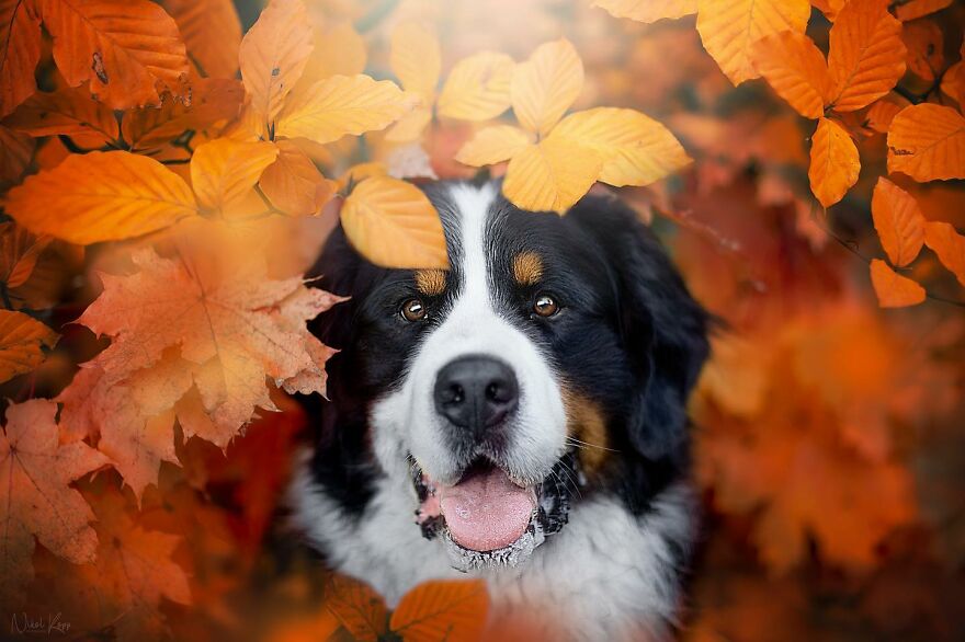 25 Of The Best Dog Photos I’ve Ever Taken - Nikol Kopp