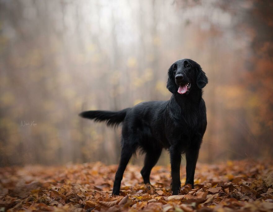 25 Of The Best Dog Photos I’ve Ever Taken - Nikol Kopp