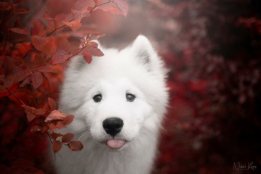 25 Of The Best Dog Photos I’ve Ever Taken - Nikol Kopp