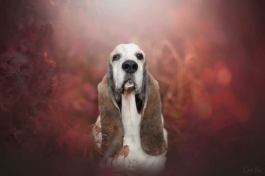 25 Of The Best Dog Photos I’ve Ever Taken - Nikol Kopp