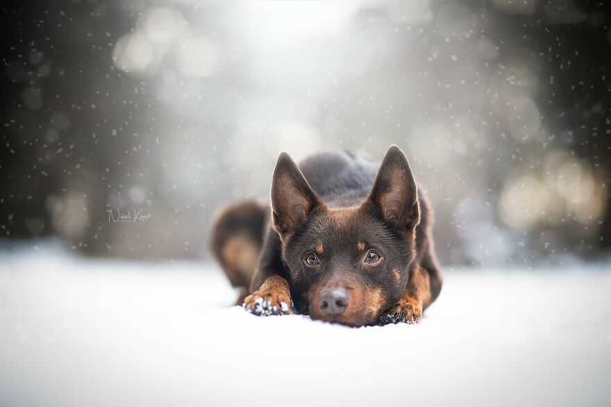 25 Of The Best Dog Photos I’ve Ever Taken - Nikol Kopp