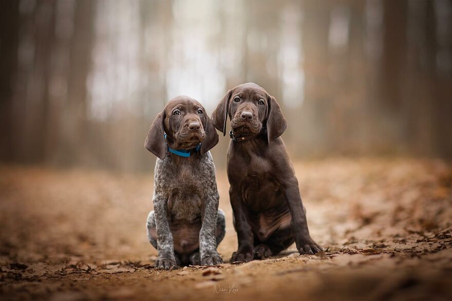 25 Of The Best Dog Photos I’ve Ever Taken - Nikol Kopp