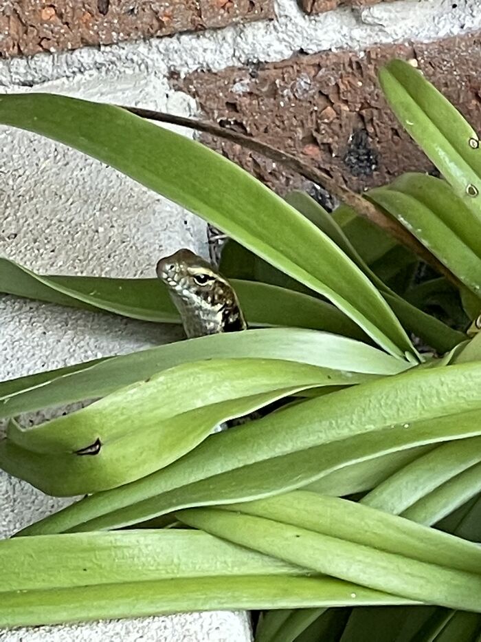 March Is Autumn In Oz So This Baby Blue Tongue Lizard. That’s Why