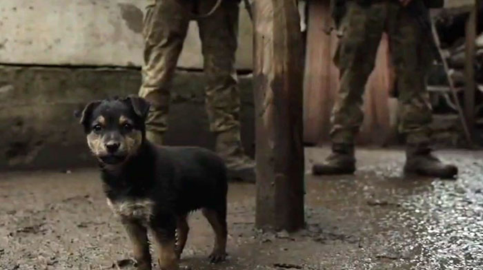 Puppy Rescued By Ukrainian Soldiers Becomes A Trusty Watchdog Puppy Rescued By Ukrainian Soldiers Becomes A Trusty Watchdog