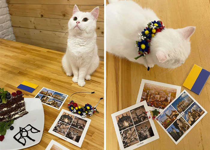 “We Would Never Leave Our Country”: Ukrainian Cat Café Stays Open Amid War “We Would Never Leave Our Country”: Ukrainian Cat Café Stays Open Amid War