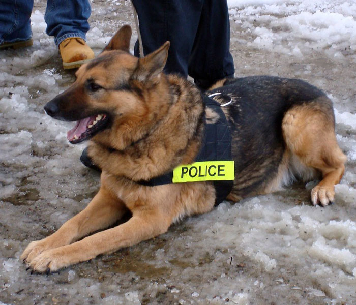Video Captures The Tiniest Police Pup Doing Rounds Around An Airport, Amasses 9M Views Video Captures The Tiniest Police Pup Doing Rounds Around An Airport, Amasses 9M Views
