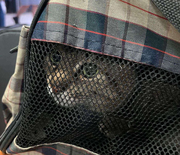 Famous Ukrainian Cat Stepan Flees With His Family, Finds Safety In France Famous Ukrainian Cat Stepan Flees With His Family, Finds Safety In France