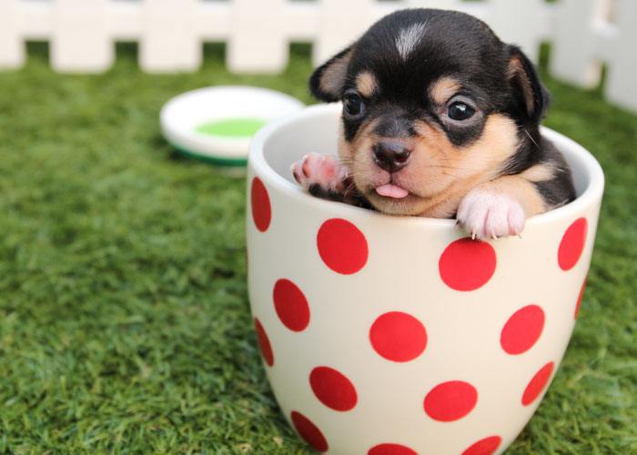 Homophobic Owner Abandons ‘Gay’ Puppy Who Later Gets Taken In By Gay Couple Homophobic Owner Abandons ‘Gay’ Puppy Who Later Gets Taken In By Gay Couple