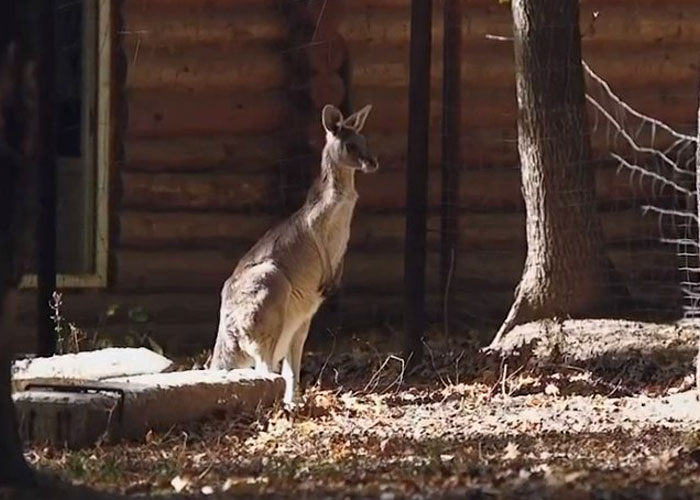 Man Drives 10 Kangaroos To Safety With His Van From A Zoo In Kharkiv That Suffered An Attack