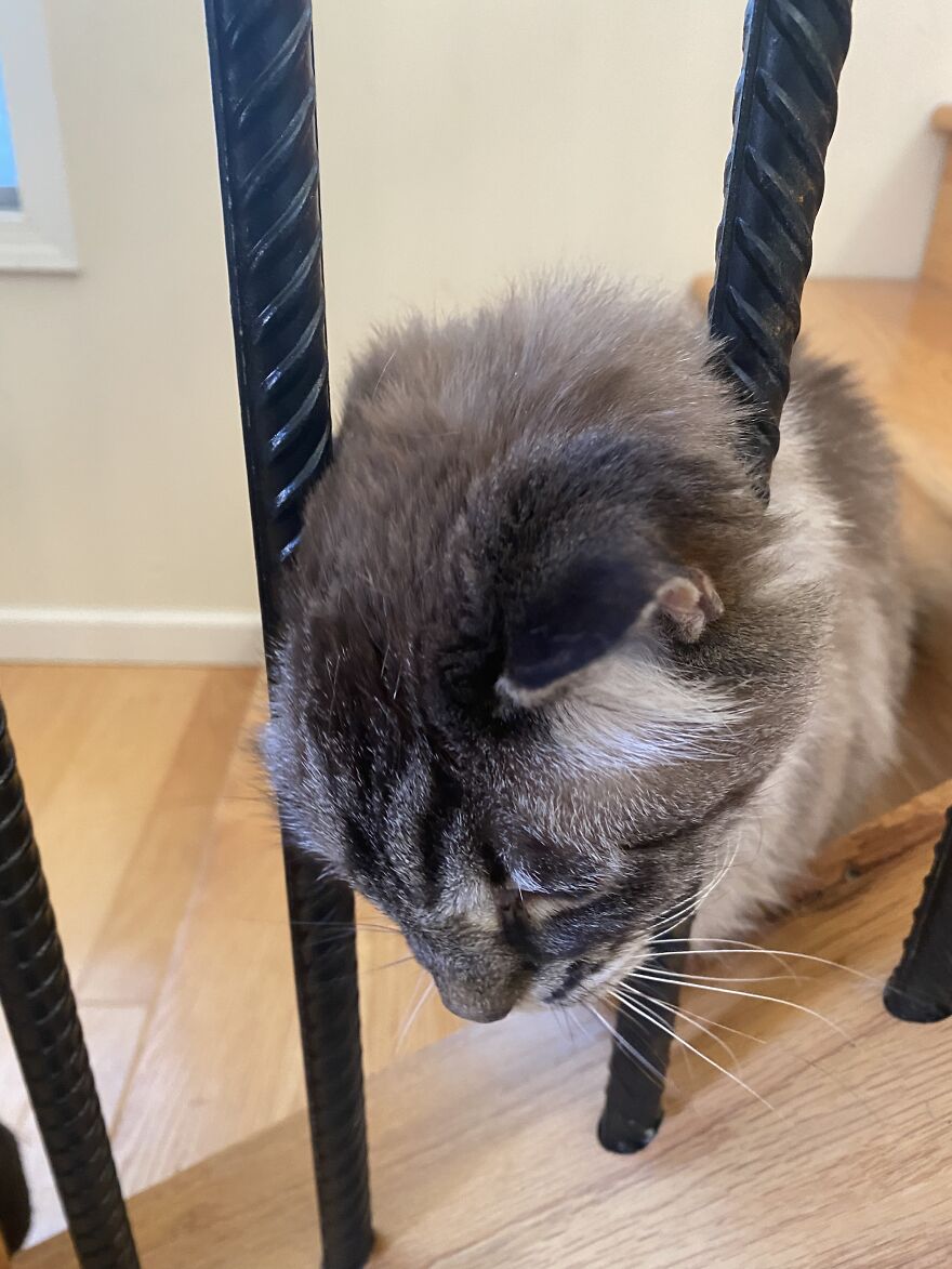 Here Are Some Pictures Of My Cats. Incase You Are Having A Bad Day.