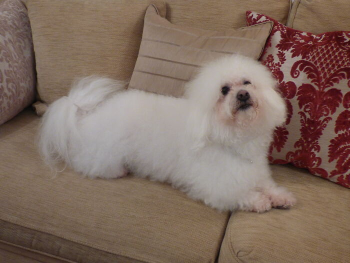 Nico Is A Bolognese, Kind Of Like A Bichon Frise But Way Fluffier, Wavy Fur Instead Of Curly And With Tiny Little Legs 😄