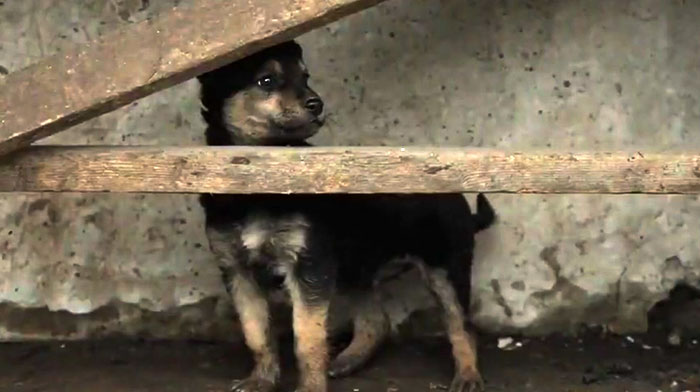 Puppy Rescued By Ukrainian Soldiers Becomes A Trusty Watchdog