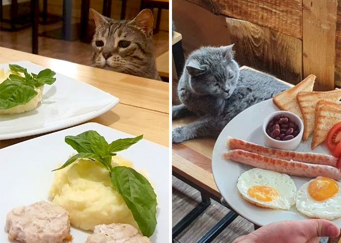 “Nunca abandonaríamos nuestro país”: Esta cafetería de gatos ucraniana permanece abierta durante la guerra