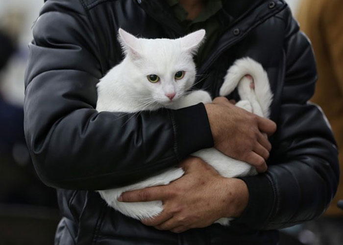 Woman Carries And Comforts Cat Amid Air Raid Sirens Sounding In Kyiv, Ukraine Woman Carries And Comforts Cat Amid Air Raid Sirens Sounding In Kyiv, Ukraine