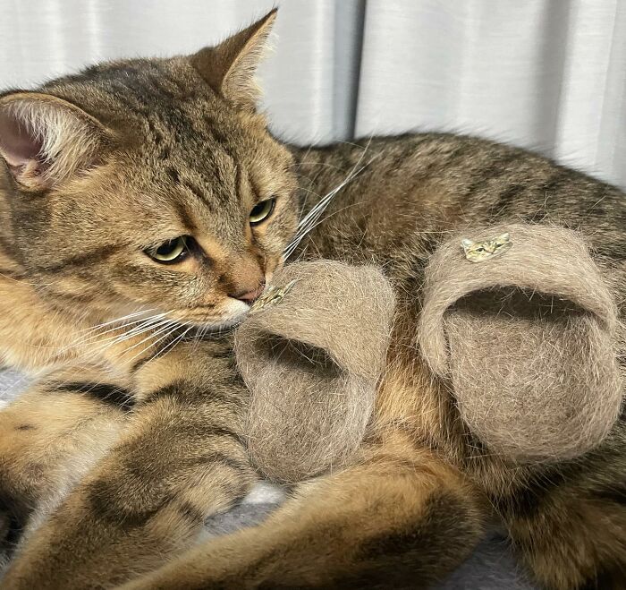 Se vuelve viral este gato con pantuflas hechas de su propio pelaje