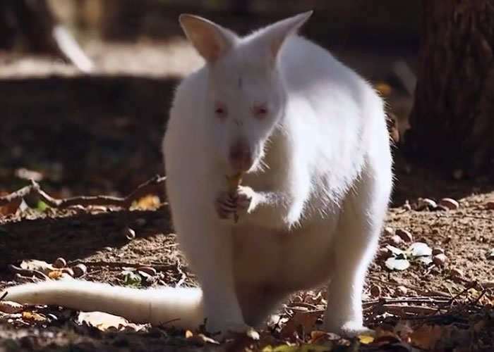 Man Drives 10 Kangaroos To Safety With His Van From A Zoo In Kharkiv That Suffered An Attack Man Drives 10 Kangaroos To Safety With His Van From A Zoo In Kharkiv That Suffered An Attack