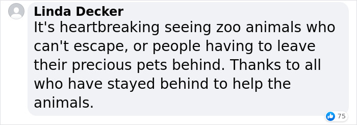 Man Drives 10 Kangaroos To Safety With His Van From A Zoo In Kharkiv That Suffered An Attack Man Drives 10 Kangaroos To Safety With His Van From A Zoo In Kharkiv That Suffered An Attack