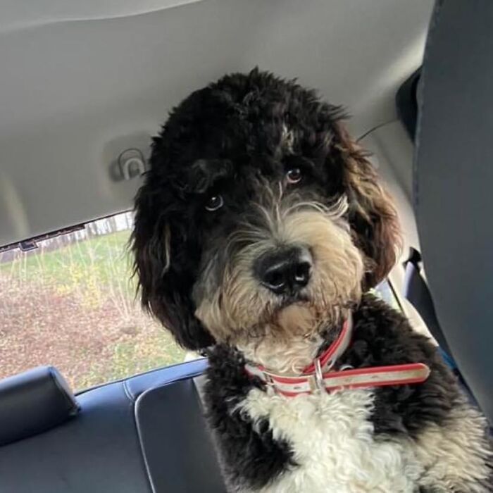 Bernedoodle - Stetson