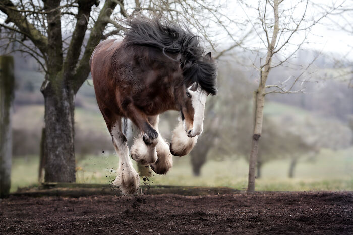 Flying Shire Horse