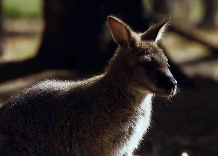 Man Drives 10 Kangaroos To Safety With His Van From A Zoo In Kharkiv That Suffered An Attack Man Drives 10 Kangaroos To Safety With His Van From A Zoo In Kharkiv That Suffered An Attack