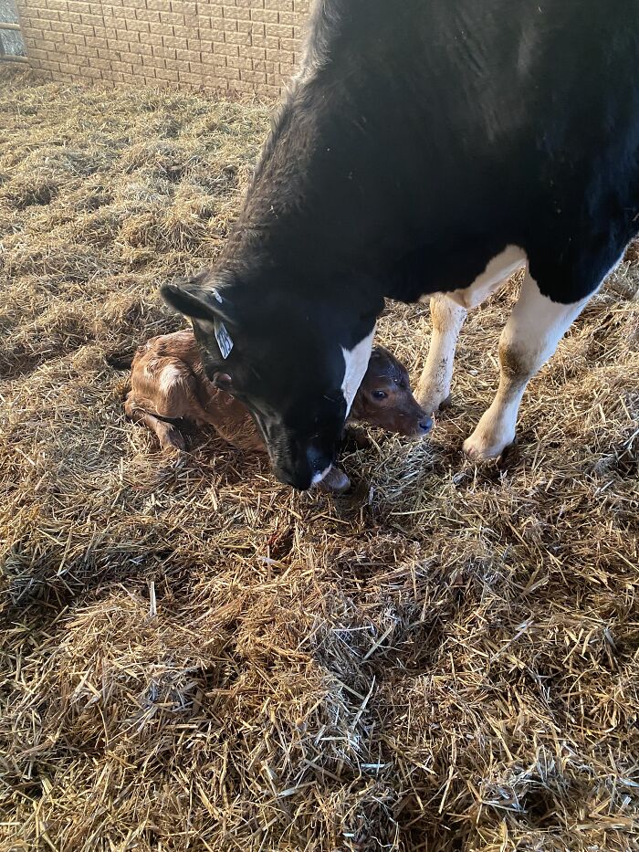 New Born Calf At The Farm I Work At!