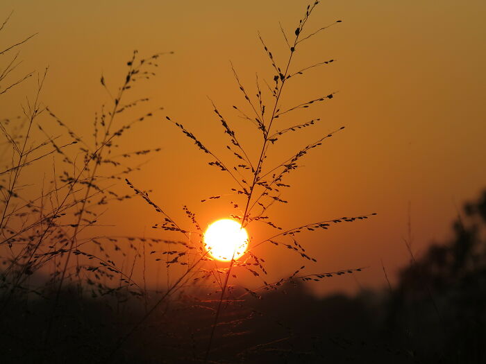 Sunset Over Paddy Fields In Sri Lanka