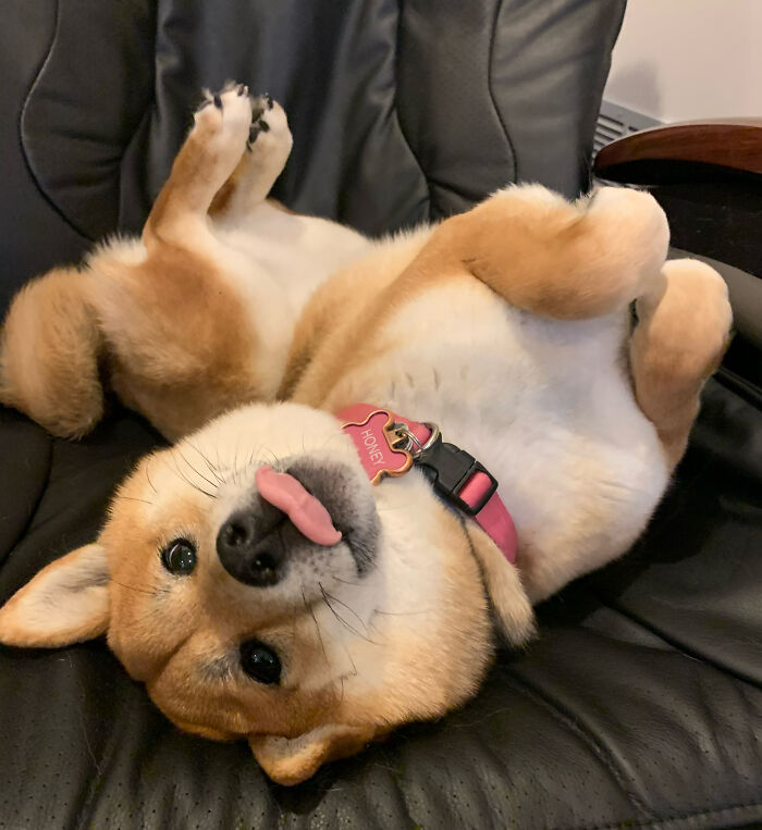 Honey (Shiba Inu)
