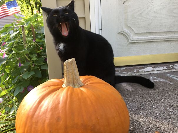 My Blue, Fall One Year. He Was Yawning And I Happened To Catch Him.