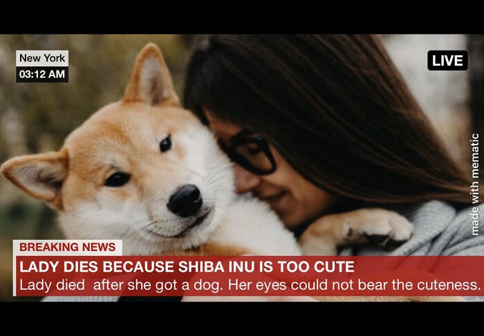 Shiba Inus Are Soooo Cute