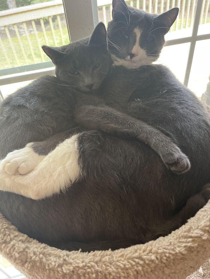 These Two Cuddlebugs