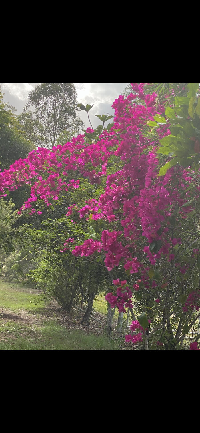 The Bougainvillea In Our Garden Is My Favourite