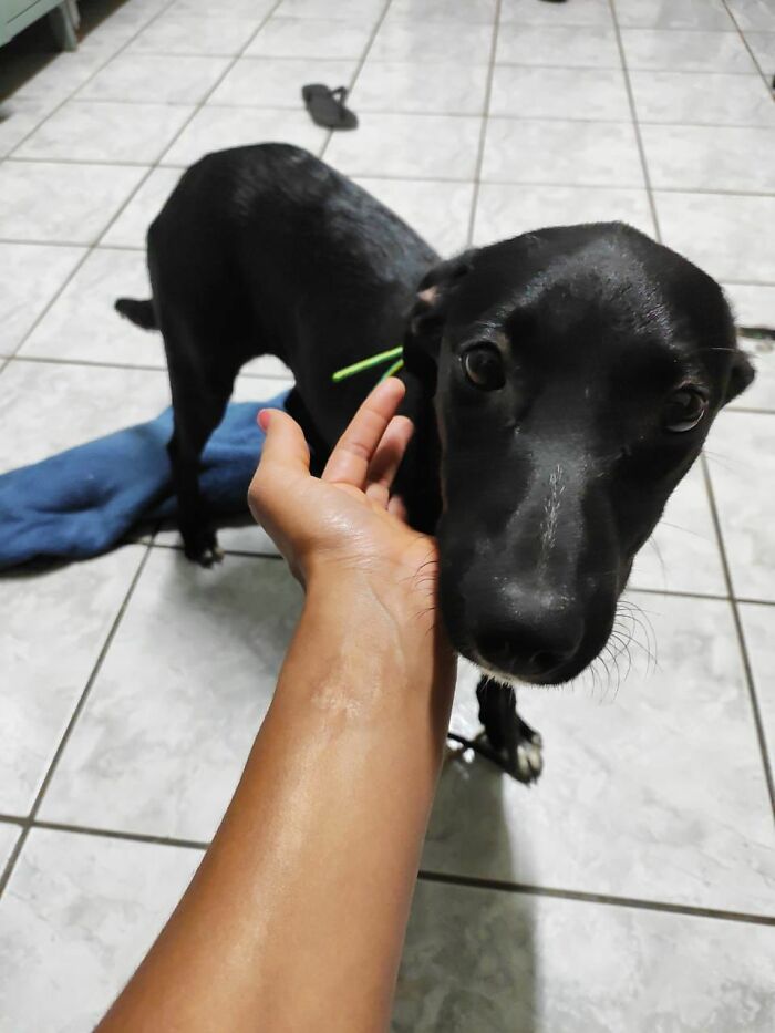 Home Camera Caught This Owner And Dog's Adorable Nighttime Routine, And The Video Of It Went Viral Home Camera Caught This Owner And Dog's Adorable Nighttime Routine, And The Video Of It Went Viral