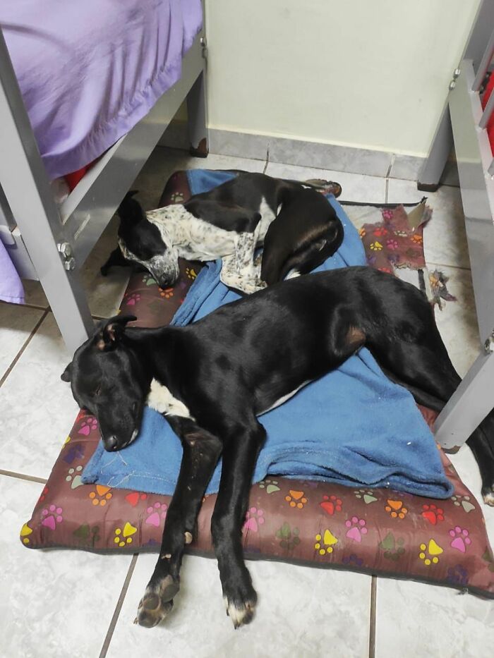 Home Camera Caught This Owner And Dog's Adorable Nighttime Routine, And The Video Of It Went Viral Home Camera Caught This Owner And Dog's Adorable Nighttime Routine, And The Video Of It Went Viral